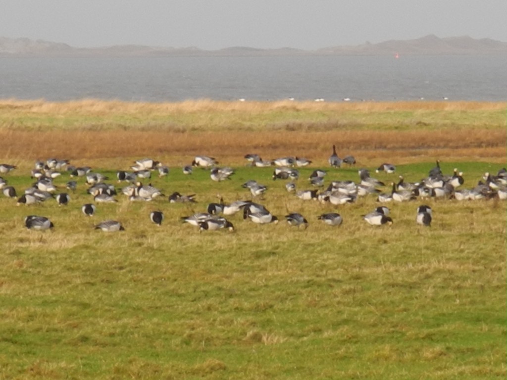 Ein Paradies für Vögel